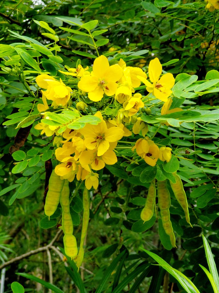 シンガポールの黄色い花 1つの木に2つの花 ビワモドキ トゥインクル シンガポール上陸